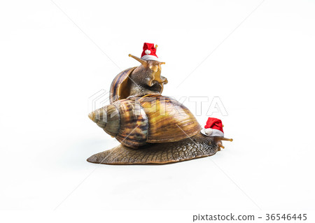 Christmas hat with snails on white background  36546445