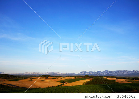 Biei May scenery of May Biei May scenery of May 36546562