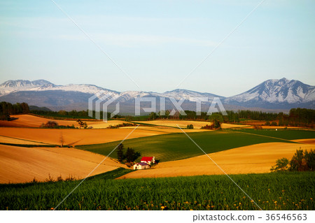 Biei May scenery of May Biei May scenery of May 36546563
