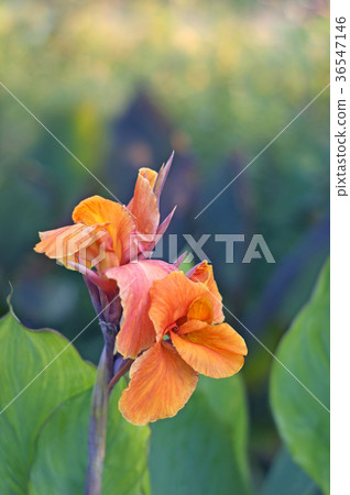 Late autumn canna 36547146