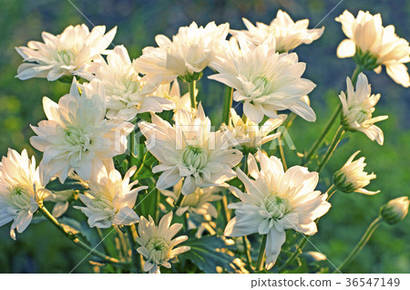 日落明亮的白色菊花 36547149