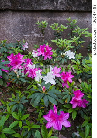 Moth, flower, plant 36547488