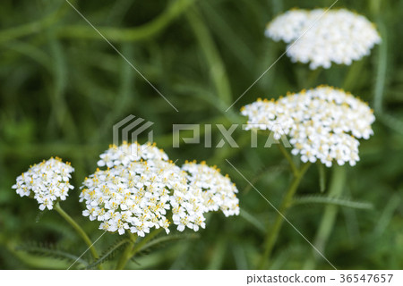 杜娟花花有綠色葉子背景 36547657