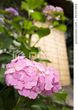在玫瑰前面的桃紅色八仙花屬花 36547664