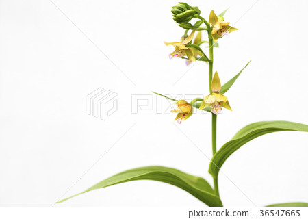 在白色背景的牡蠣花 36547665