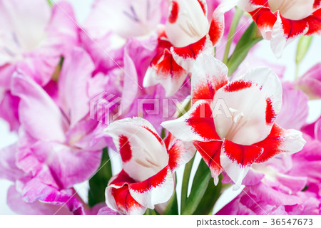 桃紅色和紅色白色劍蘭花 桃紅色和紅色白色劍蘭花 36547673