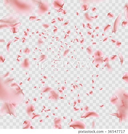 Fly pink Sakura petals effect isolated on Fly pink Sakura petals effect isolated on 36547717