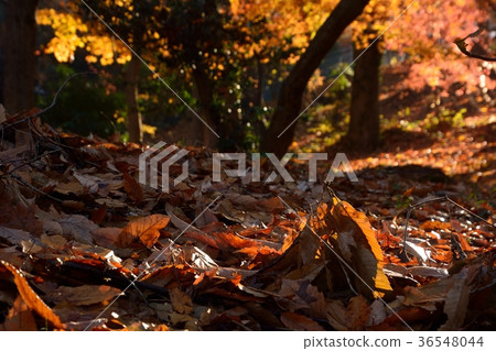 在深秋的混交林中 在深秋的混交林中 36548044