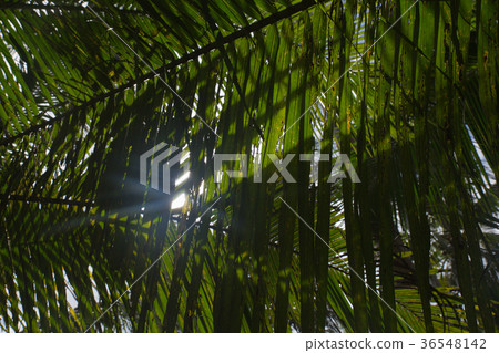 close up of interlocking palm leaves with sun 36548142