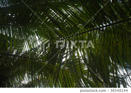 close up of interlocking palm leaves with sun 36548144