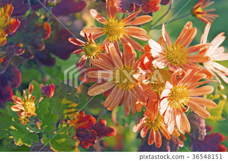 五顏六色和明亮的早晨菊花 五顏六色和明亮的早晨菊花 36548151