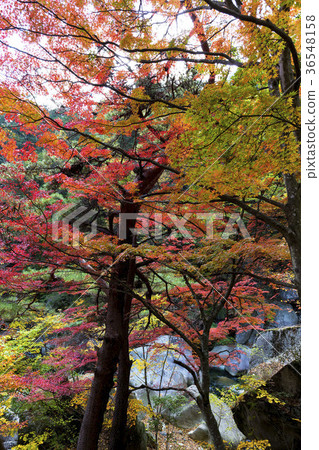 Shade of autumn leaves 36548158