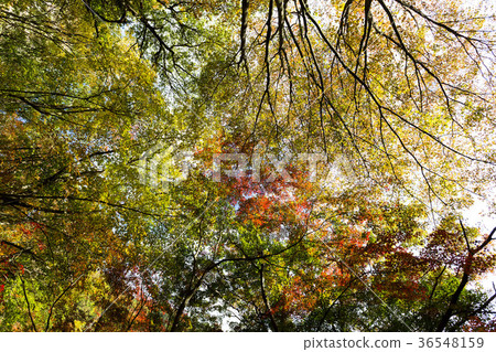 Autumn leaves 36548159