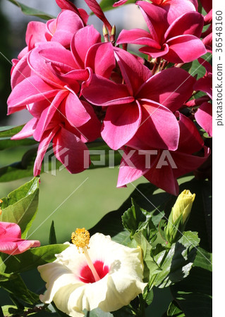 Pink plumeria and hibiscus 36548160