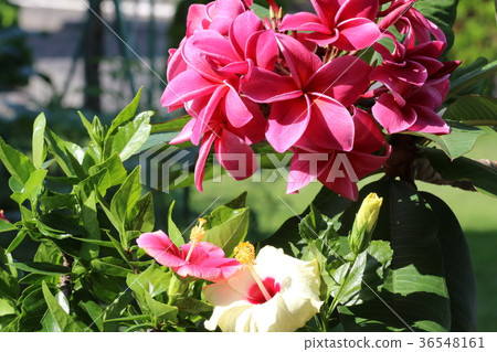 Pink plumeria and hibiscus Pink plumeria and hibiscus 36548161