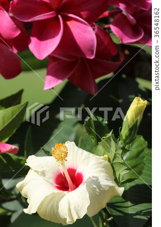 Pink plumeria and hibiscus 36548162