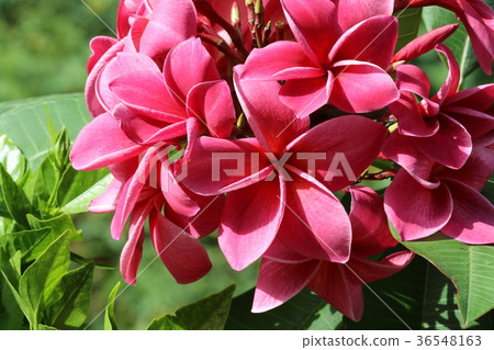 Pink plumeria 36548163