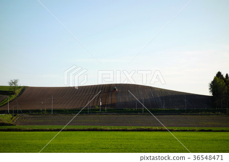 Biei field scenery 36548471