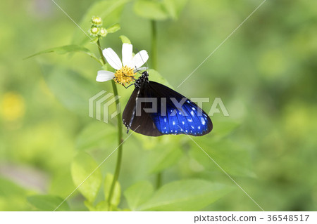 Tsumura Maki Madara 36548517