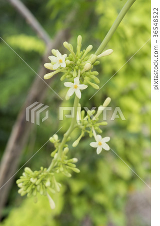 Papaya male flower 36548522