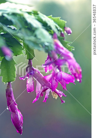 早晨瞥見仙人掌仙人掌 早晨瞥見仙人掌仙人掌 36548837