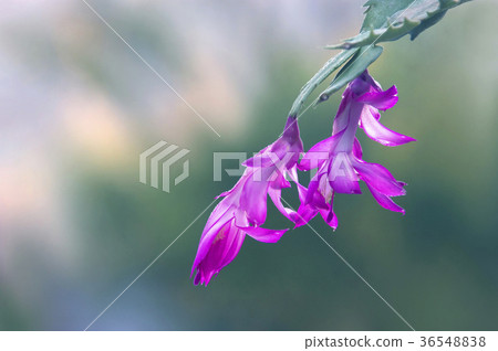 Morning thrush cactus 36548838