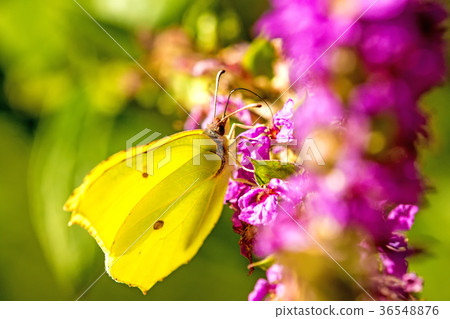 brimstone butterfly on a flower 36548876