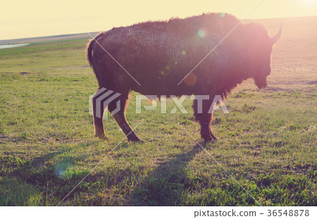 Buffalo 36548878