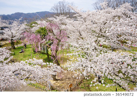櫻花_4盛開在Komoro懷舊公園 櫻花_4盛開在Komoro懷舊公園 36549072