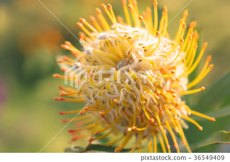 Warm pin cushion Warm pin cushion 36549409