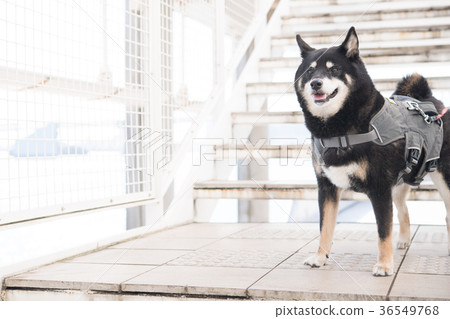 Black Shiba Inu with harness Black Shiba Inu with harness 36549768
