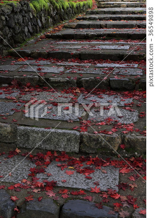 Kyoto Autumn leaves Late autumn Kyoto Autumn leaves Late autumn 36549898