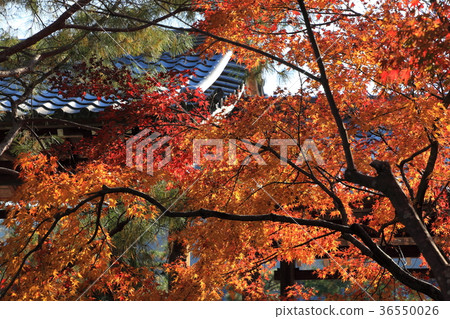 Kyoto Autumn leaves Late autumn Fall Kyoto Autumn leaves Late autumn Fall 36550026