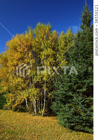 Prince Edward Island in late fall 36550121