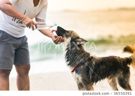 Dog are drinking water on the beach Thailand. 36550391