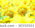 sunflower, sunflowers, yellow 36550501