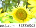 sunflower, sunflowers, yellow 36550502