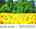 sunflower, sunflowers, yellow 36550503