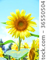 sunflower, sunflowers, yellow 36550504