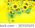sunflower, sunflowers, yellow 36550505