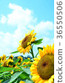 sunflower, sunflowers, yellow 36550506