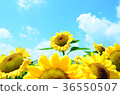 sunflower, sunflowers, yellow 36550507