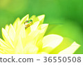 frog, frogs, bloom 36550508