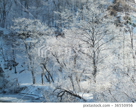 冰凍的樹木 冰凍的樹木 36550956