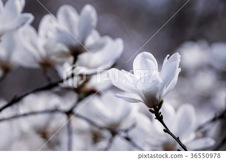 Haku Mokren Haku Mokren 36550978