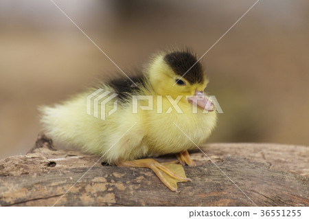 Little ducklings Little ducklings 36551255