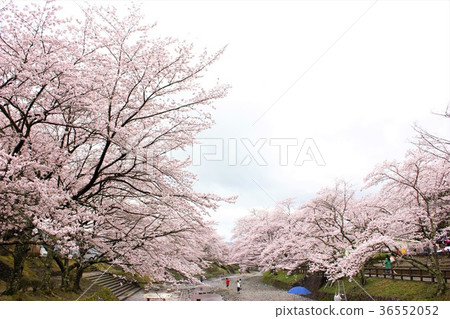 櫻花沿著這條路 36552052