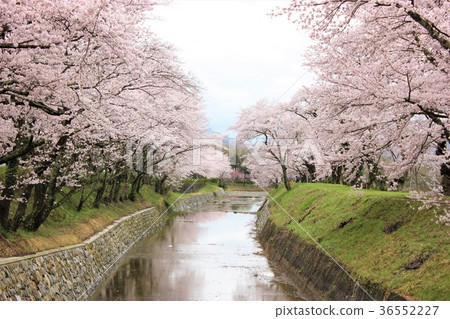櫻花沿著這條路 櫻花沿著這條路 36552227