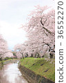 Cherry blossoms along the road 36552270