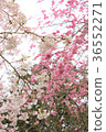 Cherry blossoms along the road 36552271